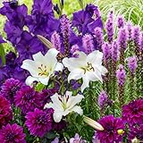 25 Sommerblumen zwiebeln Violet Charm Mix (25 blumenzwiebeln) Gladiolen, Dahlien, Freesien, Lilien, Liatris | Exklusive Mischung aus Holland | Mehrjährig Pflanzen für Garten, Töpfe (große Knollen)