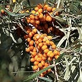 Sanddorn Set: 1 weibliche Pflanze Leikora und 1 männliche Pflanze Pollmix im 3 Liter Topf