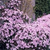 Bloomique - Clematis Montana Rubens - Waldrebe - Hellrosa - Kletterpflanzen - Gartenpflanzen - Winterhart - 50-70 cm Hoch - Topf 15 cm