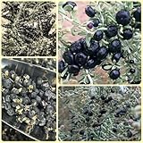 Schwarze Goji Beeren, strauch Lycium ruthenicum, Wolfsbeeren, garten geschenk, pflanzensamen mehrjährig zimmerpflanzen 300Samen