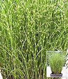 BALDUR Garten Zebra-Gras, 3 Pflanze, auffälliges Ziergras im gestreiften Zebra-Look, sorgt für spannende Kontraste im Staudenbeet, winterhart & pflegeleicht, auch im Kübel