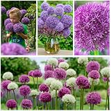 Allium Zwiebeln Winterhart Mehrjährig - Super Kollektion - 15 Blumenzwiebeln - Allium Giganteum Zwiebeln - Duftende Pflanzen aus Holland für Garten, Topf (große Knollen, kein Samen, nicht künstlich)
