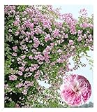 BALDUR Garten Rambler-Rosen 'Paul's Himalayan Musk Rambler', 1 Pflanze, Kletterrose, Schlingrose, winterhart mehrjährige Kletterpflanze, blühend, Rosa Hybride