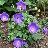 100 Pcs Glockenblume Pflanze Samen - Campanula Medium - Blumensamen Balkon, Winterharte Kübelpflanzen Glockenblume Samen, Blumenwiese Samen Mehrjährig, Bienenwohl Deko Blumen, Bonsai