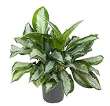 Aglaonema 'Silver Bay' - Kolbenfaden XXL Topf Ø 24 cm Höhe:60 cm sehr große Zimmerpflanze
