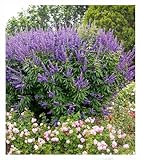 BALDUR Garten Mönchspfeffer 'Queen Bee®',1 Pflanze, mehrjährig - winterhart, pflegeleicht, bienenfreundlich, extrem lange Blütezeit, trockenheitsverträglich, erinnert an Sommerflieder