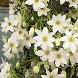 2 x Clematis Early Sensation | 2-er set Immergrüne Kletterpflanzen - Mehrjährig und Winterhart) - Weiß | 2 x 1,5 Liter Töpfe