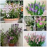 20 Pcs Angelonia Kaufen Samen - Wiesensaatgut, Garten Geschenk, Schattenpflanzen Angelonia Angustifolia Samen, Wildblumensamen, Hochbeet Samen Seltene Pflanzen, Wohnzimmer Deko Blumensamen