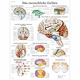 3B Scientific Lehrtafel laminiert - Das menschliche Gehirn