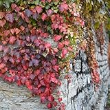 100 pcs kletterpflanzen samen winterhart winterharte stauden mehrjährig, Parthenocissus tricuspidata, hängepflanzen winterhart mehrjährig, kräuter samen exotische pflanzen winterharte