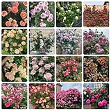 rosen winterhart - wild, kletterrosen mehrjährig, bio 550samen