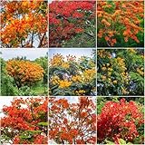 flammenbaum - balkonpflanzen winterhart dachbegrünung bonsai flammenbaum deko stauden winterhart mehrjährig baumsamen pflanztöpfe 100samen