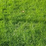 rasensamen schattenrasen,rasen samen topfpflanzen für draußen grassamen winterharte kübelpflanzen hochbeet balkon ziergräser winterhart bodendecker winterhart mehrjährig gartenpflanzen 100pcs