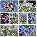 isotoma fluviatilis samen, blumen für balkon garden exotische pflanzen samen winterharte kübelpflanzen saatgut gartenpflanzen winterhart schnittblumen bonsai wildblumensamen pflanzen 750pcs