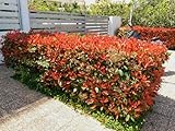 25st. Photinia 'Red Robin' 80–120 cm | immergrün, winterhart, schnellwachsend | roter Austrieb | ideal für Hecke oder Solitär | im Topf