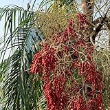 palmensamen - baumsamen palmen baum samen immergrüne pflanzen winterhart zimmerbonsai bonsai winterharte kübelpflanzen bonsai tree bäume pflanzen bio samen alte sorten topfpflanzen 40pcs