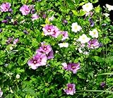 Straucheibisch – Hibiscus syriacus – Mehrjähriger, winterharter, verholzender Strauch – Exotischer Blütenstrauch – 10 Samen