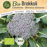 Little Plants BIO Brokkoli Samen 200 Brokkolisamen Calabrese Gemüsesamen für Gemüsegarten Samenfest Gemüse Samen für Küche, Balkon und Garten