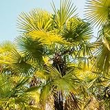 palmensamen - bio samen alte sorten palmen baum samen exotische pflanzen winterhart baumsamen bonsai tree bäume pflanzen pflanzen samen, bäume pflanzen winterharte pflanzen für den 25pcs