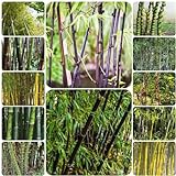 75 pcs bambus samen set - topfpflanzen draußen winterhart,Fargesia spathacea, bonsai baum grünpflanzen gewächshaus balkon hochbeet balkon winterharte kübelpflanzen winterharte