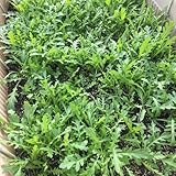 rucola samen bio, outdoor pflanzen gemüsesamen balkongarten steingartenpflanzen winterhart kräutersamen grünpflanzen gewächshaus balkon bonsai samen winterharte pflanzen für garten 100pcs