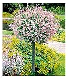 BALDUR Garten Salix-Stämmchen 'Hakuro Nishiki', 1 Pflanze, Flachwurzler, winterhart, mehrjährig, Salix integra, Zierstämmchen, Flachwurzler, Harlekin-Weide