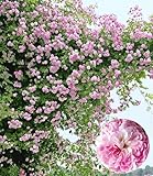 BALDUR Garten 1x Rambler-Rose 'Paul's Himalayan Musk Rambler', Pflanze wurzelballiert, Kletterrose, Schlingrose, winterhart, mehrjährige Kletterpflanze, blühend, Rosa Hybride