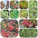 szechuanpfeffer bio samen kräutersamen Gemüsegarten - Zanthoxylum bungeanum - gemüsebeet baumsamen stauden bio saatgut gemüse kräuter pflanzen samen szechuan pfeffer- gemüsepflanzen 50pcs
