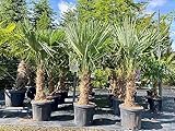Trachycarpus Fortunei Chinesische Fächerpalme, 140-160 cm, Stammhöhe 30-35 cm, Winterhart bis -18°C, Topf Ø 33 cm