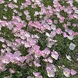 nachtkerze kaufen - deko wohnzimmer luftreinigende zimmerpflanzen frühlingsblumen balkon bio seltene steinpflanzen 300samen