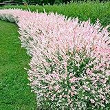 Salix Hecke 'Hakuro Nishiki' 2 Pflanzen im topf, Salix integra, bienenfreundlich, pflegeleicht, winterhart, mehrjährig, Ideal für Garten, wunderschöner weiß rosa Austrieb, Japanische Weide