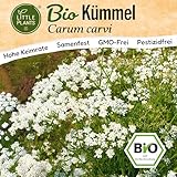 Little Plants BIO Kümmel Samen 500 Kümmelsamen Kräutersamen Samenfest für Kräutergarten Kräuter Samen Küchenkräuter für Küche, Balkon und Garten