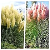 Stauden Gänge 2 x Cortaderia selloana im 1 Liter Topf (Ziergras/Gräser/Winterhart/Mehrjährig/Immergrün) Weißes und Rosa Pampasgras - Strahlendes Weiß und sanftes Rosé im perfekten Duo