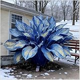 Luftreinigung-Hosta pflanze,Mysteriöse magische Glühbirne, Winterhart pflanzen,Mehrjährige Blumenzwiebel ist winterhart - 4 Pflanzen Hosta Rhizom-A