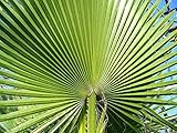 Washingtonia Filfera - Cotone Palm -Desert Palma -250 Semi Bulk Pkt:SEEDS