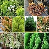 zypressen pflanzensamen robuste balkonpflanzen winterhart winterharte für garten gartenpflanzen exotische topfpflanzen - Seltene serie - zypressen 25samen