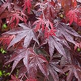 Acer palmatum 'Bloodgood' | Japanischer Ahorn-Laubbaum-Gartenpflanzenbaum im Topf