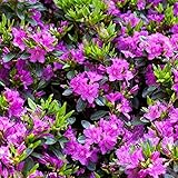 Rhododendron obtusum 'Königstein' 20–25 cm – Winterhart, Immergrün, Mehrjährig – Japanische Azalee – Zierstrauch für Garten & Kübel