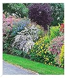 BALDUR Garten Sommer-Hecken-Kollektion, 5 Pflanzen, Blütenhecke Blühhecke, Caryopteris, Hypericum, Deutzia strawberry field, Spirea und Weigelie, reicht für 5 Meter, winterhart, blühend