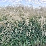 120 pcs chinaschilf samen - Miscanthus - blumen für balkon bio saatgut bodendecker balkon garten hochbeet samen schattenpflanzen winterhart balkon pflanzen geschenke garten ziergräser