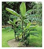 BALDUR Garten Winterharte Banane 'grün', 1 Pflanze, Faserbanane Bananenbaum Musa basjoo Bananenpflanze, mehrjährige winterharte Staude, Bananen-Früchte essbar