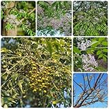 25 pcs neem samen dachbegrünung samen saatgut exotische zimmerpflanzen kräuterpflanzen bäume blumensamen balkon winterharte stauden mehrjährig, kräutersamen balkonblumen balkonpflanzen