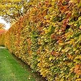 Rotbuchen 10st. 150-180cm Rotbuche Fagus sylvatica Wurzelware Heckenpflanzen Hecke Gartenhecke Sichtschutz