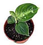 Aglaonema Pictum Bicolor - Kolbenfaden - Zimmerpflanze - Ø10,5cm - ↑15cm