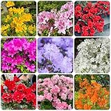 rhododendron samen - azalee - blumenwiese samen mehrjährig, herbst deko azalee pflanze samen kletterpflanzen winterhart, bio saatgut, blumen für balkon blühende sträucher, wohnzimmer 50pcs