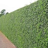 10 x Ligustrum ovalifolium (Gehölz/Heckenpflanze/Winterhart/Mehrjährig/Immergrün) Ovalblättriger Liguster - Immergrüne Eleganz für Hecken und Gärten - Top als Hecke - von Stauden Gänge