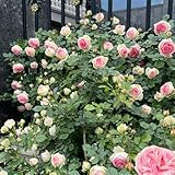 rosensamen gartensamen kletterrosen winterhart wildblumensamen herbstaussaat blumengarten gartenkräuter kräutersamen wohnzimmer deko schnittblumen sträucher winterhart blühend 500samen