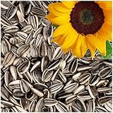 Lyra Pet® 25 kg Sonnenblumenkerne Gestreift | Wildvogelfutter für Sommer & Winter | Ideal für Freilebende Vögel | Vogelfutter für das Ganze Jahr | Ölreiches Streufutter | Kräftige & Gesunde Schnäbel