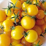 Prademir – 50 x Tomate Samen “Lemon Drop” – Tomatensaat | Tomatensamen mit hoher Keimrate für Fensterbank