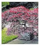 BALDUR Garten Japanischer Ahorn 'Burgund', 1 Pflanze, Ahornbaum rote Blätter winterhart, sehr pflegeleicht, Acer palmatum atropurpureum, Fächerahorn-Rarität